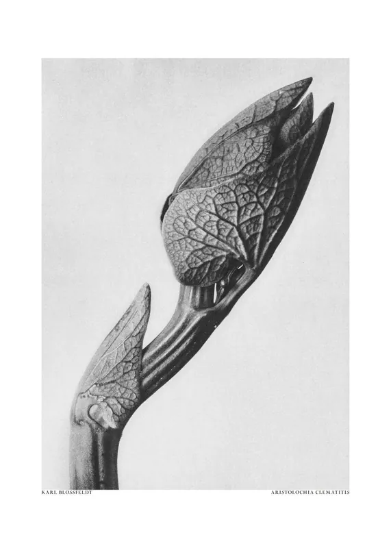 Halpa Juliste - Aristolochia Clematitis