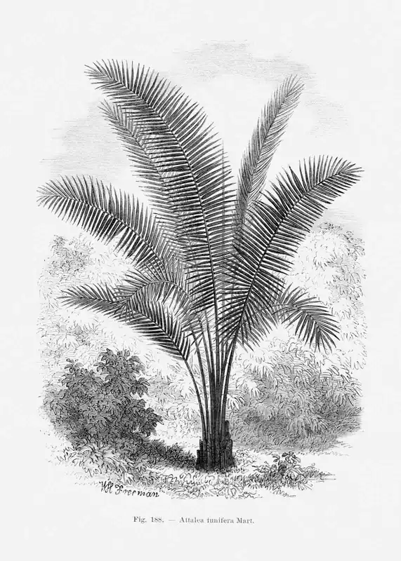 Juliste - Attalea Funifera Palm Osta Tänään