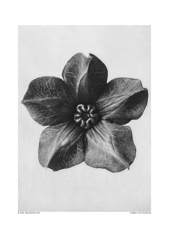Osta Tänään Juliste - Cobaea Scandens Kukkanen Karl Blossfeldt