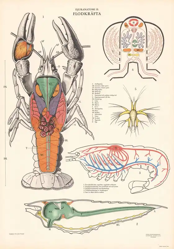 Alennus Juliste - Ravun Anatomia