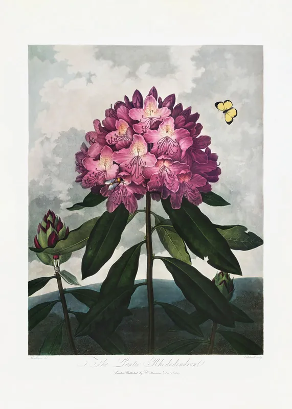 Juliste - Rhododendron Kasvitaide Halpa