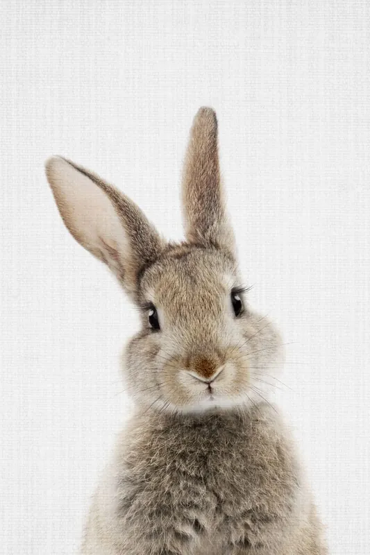 Juliste - Suloinen Kaniini Muotokuva Tehdashinta