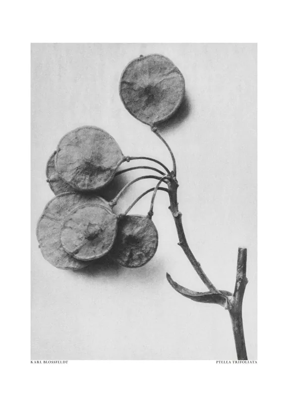 Tarjous Poster - Ptelea Tripoliata Karl Blossfeldtin