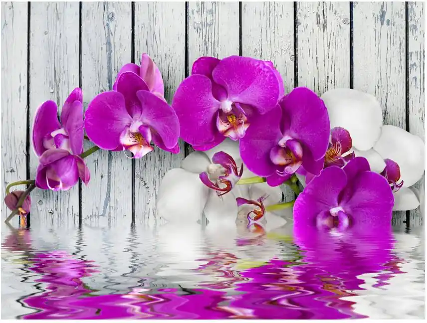 Kuvatapetti Artgeist Violet orchids with water reflexion eri kokoja Erikoistarjous