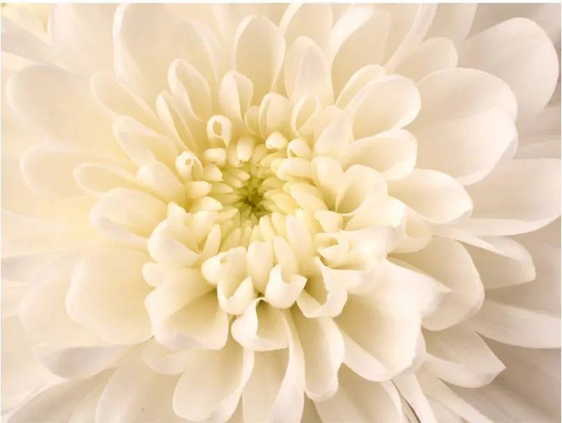 Uusi Malli Kuvatapetti Artgeist White Dahlia II eri kokoja