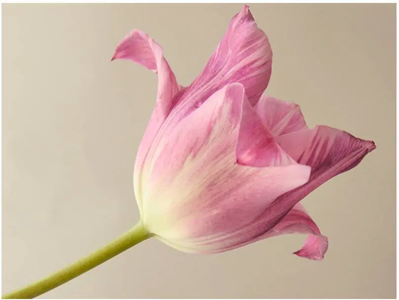 Kuvatapetti Artgeist Pink tulip eri kokoja Paras Hinta