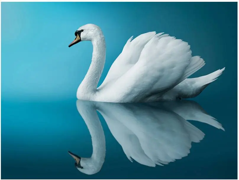 Kuvatapetti Artgeist Swan - reflection eri kokoja Uutuus