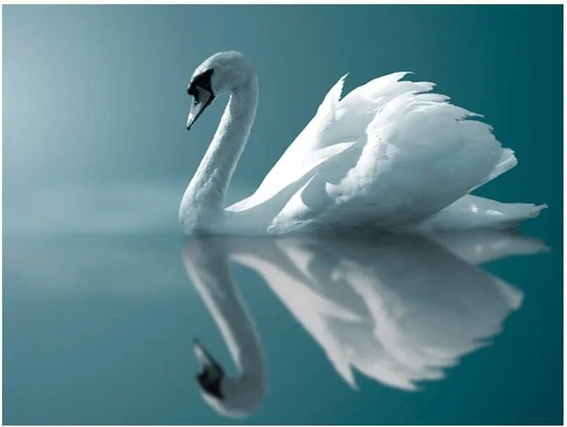 Uutuus Kuvatapetti Artgeist White Swan eri kokoja