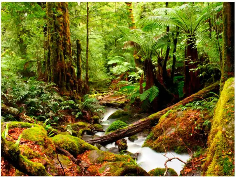 Metsätapetti Artgeist Rainforest, eri kokoja Edullinen