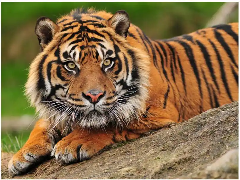 Kuvatapetti Artgeist Sumatran tiikeri eri kokoja Asiakkaiden Suosikki