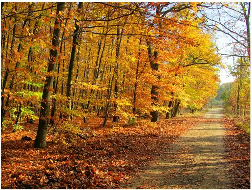 Alennettu Metsätapetti Artgeist Beech forest, eri kokoja