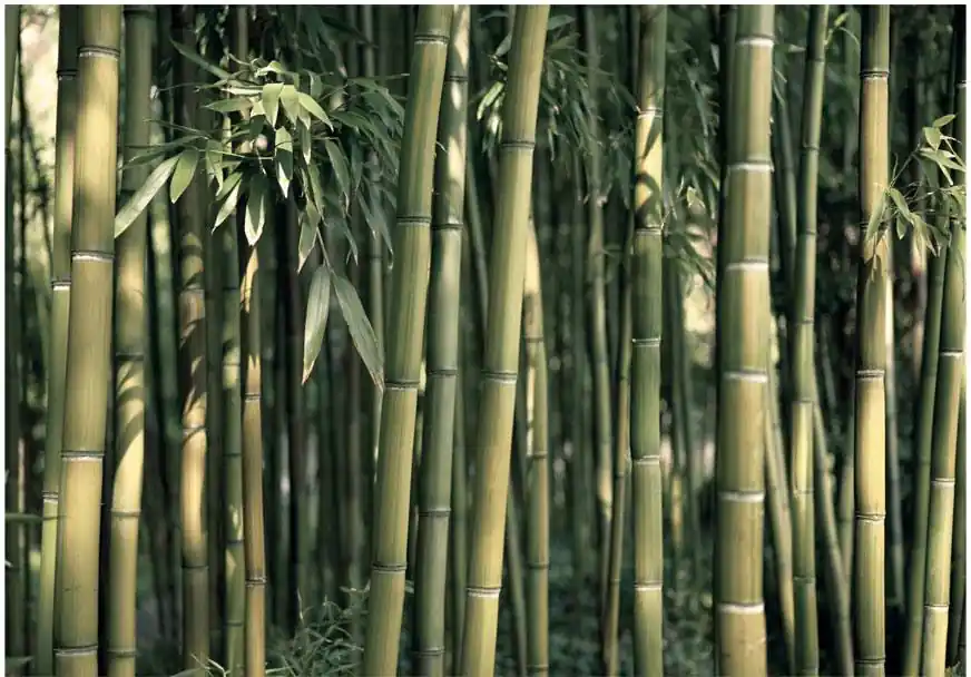Superhinta Kuvatapetti Artgeist Bamboo Exotic eri kokoja