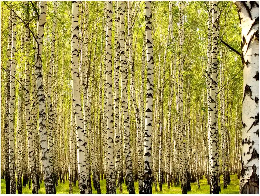 Nopea Toimitus Metsätapetti Artgeist Koivumetsää, eri kokoja