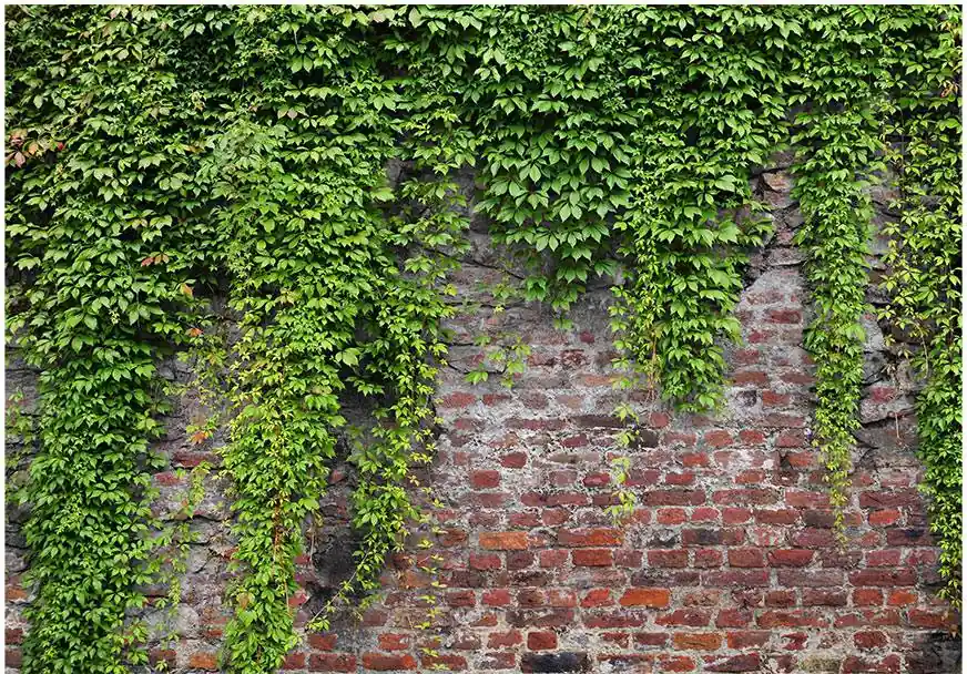 Kuvatapetti Artgeist Brick and ivy, tiiliseinä, eri kokoja Uusi Malli