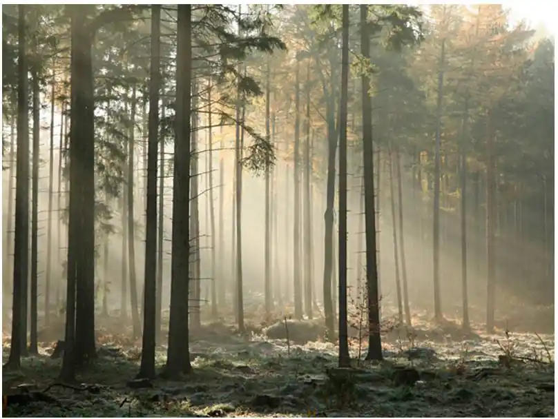 Alennus Metsätapetti Artgeist Foggy November morning, eri kokoja