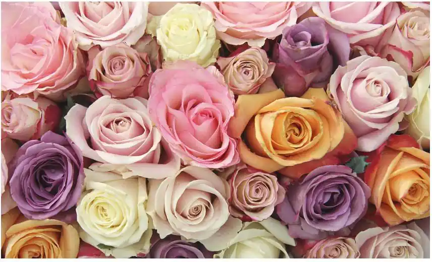 Kuvatapetti Artgeist Pastel roses, 270x450cm, vaaleanpunainen Tilaa Heti